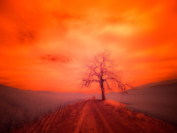 Eggers, Terry 아티스트의 USA-Washington State-Palouse Infrared of lone tree along side country road작품입니다.